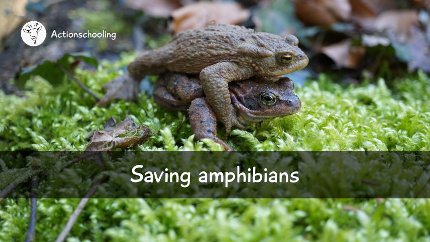 Saving amphibians