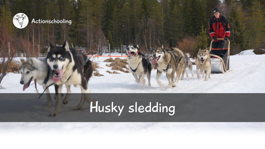 Husky sledding